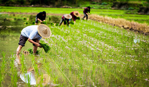 微生物肥料在土壤中的作用非常大