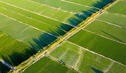 你需要知道的微生物菌肥的十大優(yōu)勢